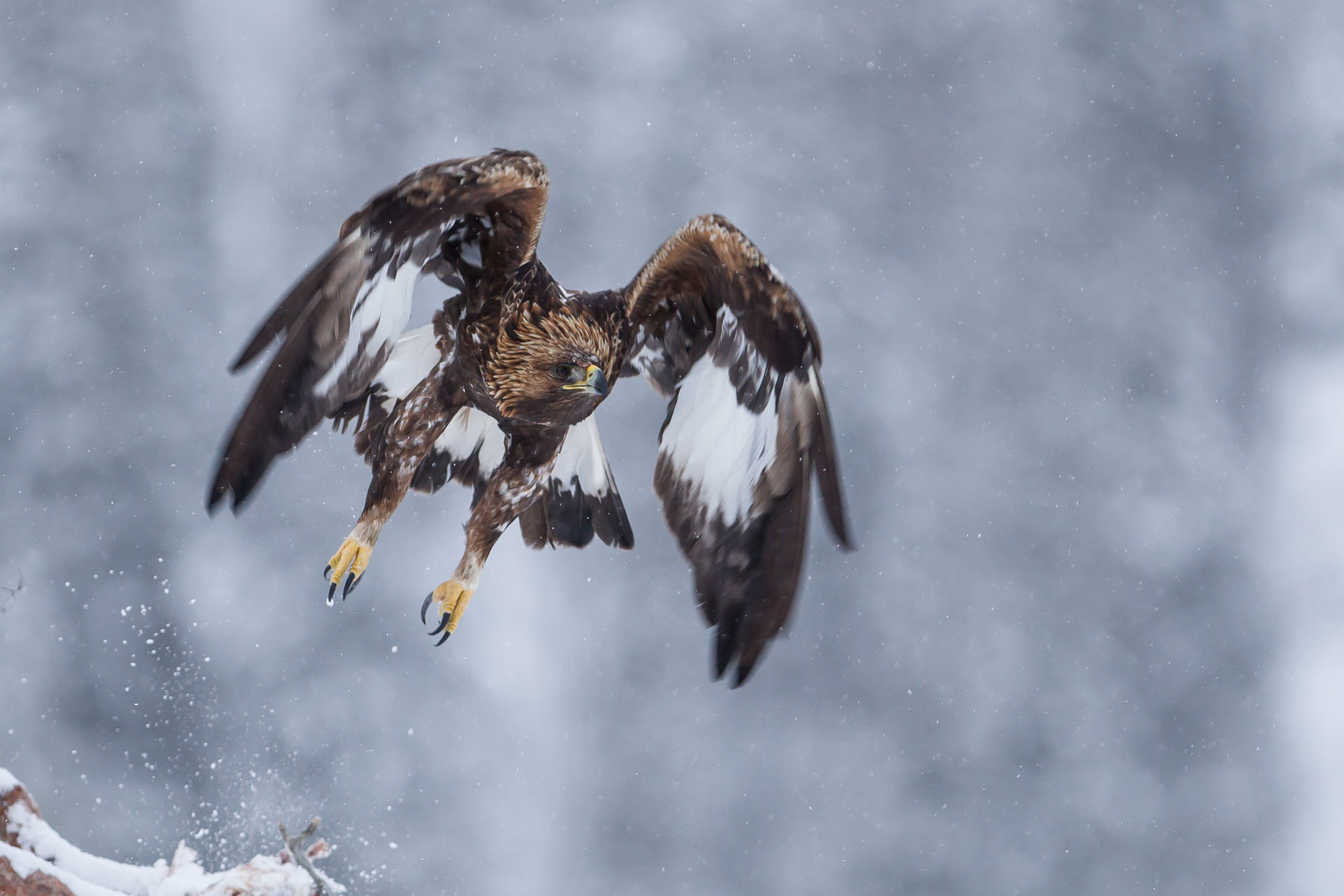 Steinadler: Absprung