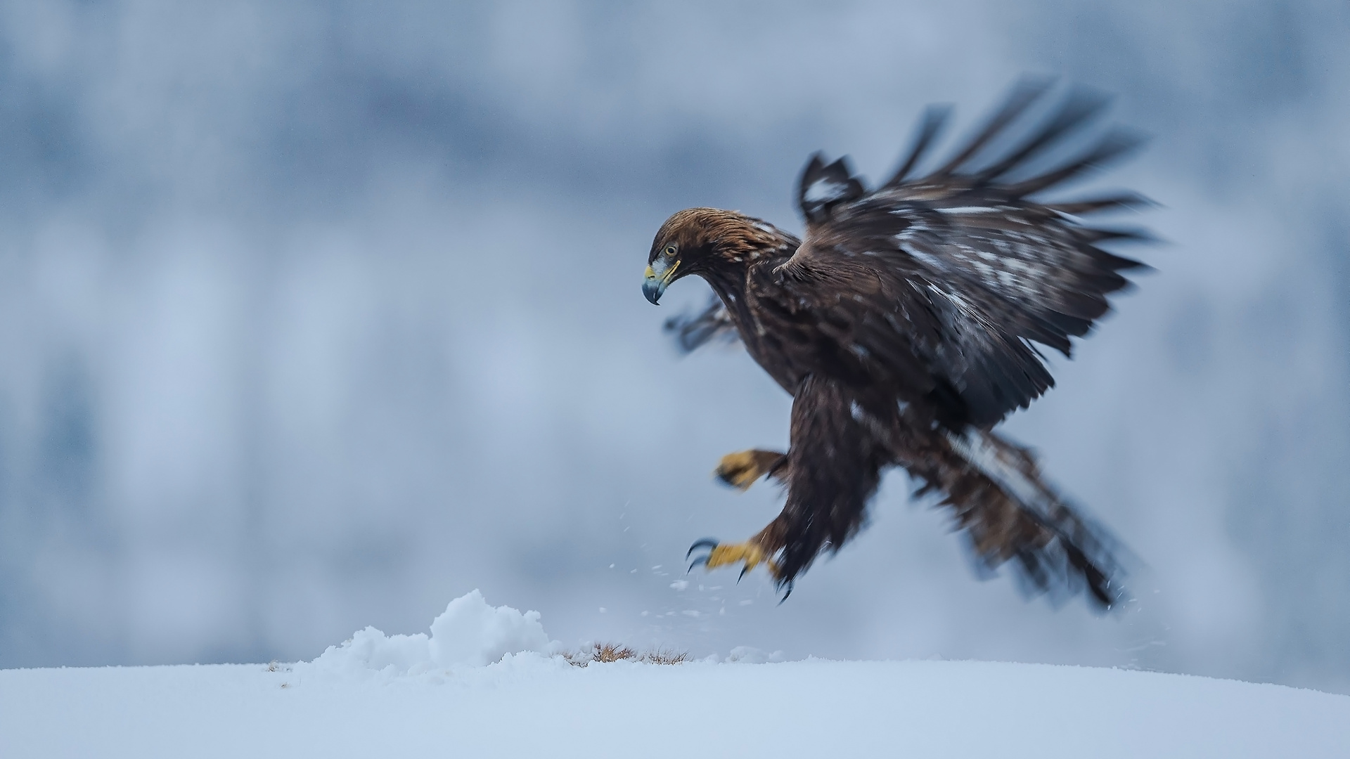 Steinadler