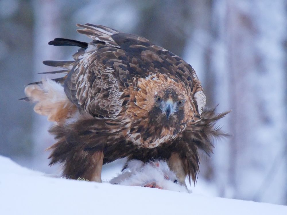 Steinadler