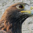 Steinadler ,Aguila ch.dapfanea