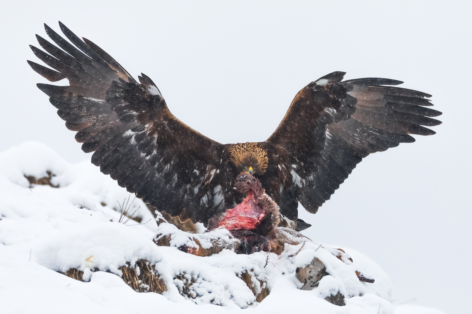 Steinadler am ausgelegten Unfallreh 