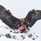 Steinadler am ausgelegten Unfallreh 