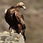 Steinadler am Ausguck