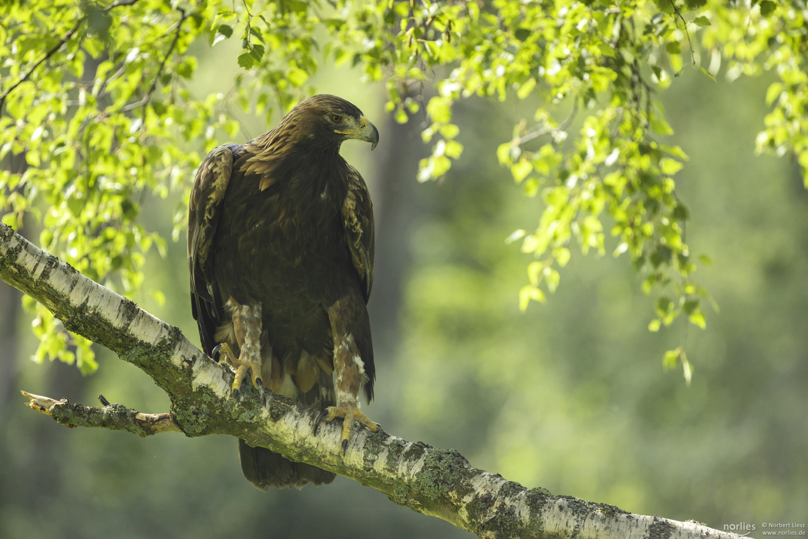 Steinadler am Baum