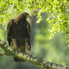 Steinadler am Baum