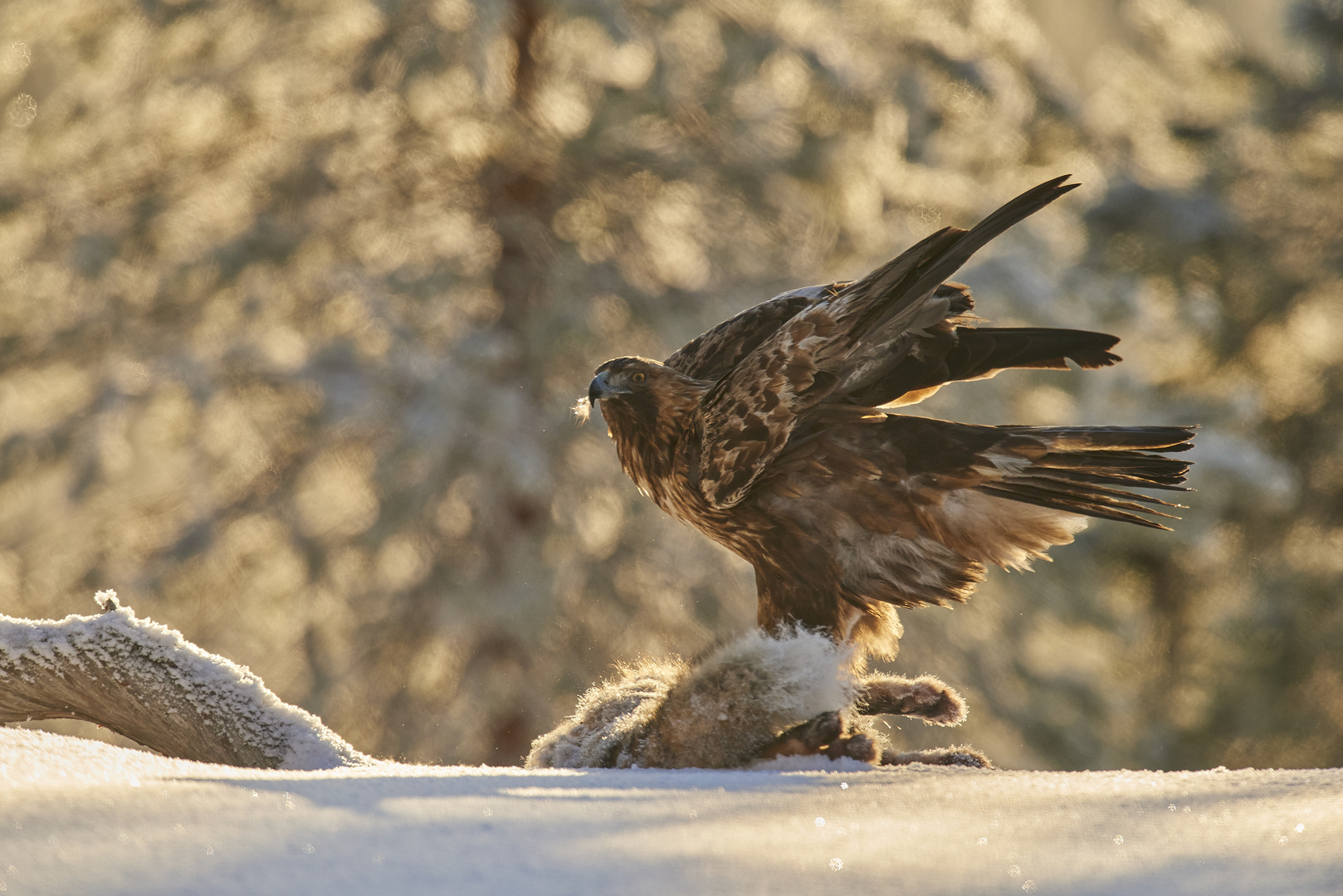 Steinadler am Luder