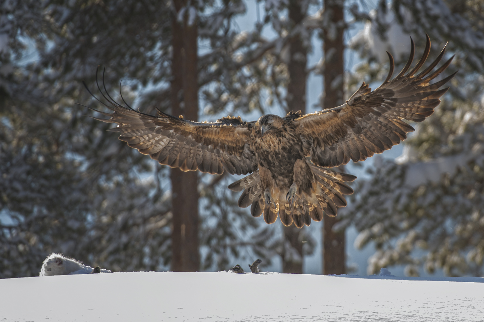 Steinadler am Luderplatz