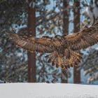 Steinadler am Luderplatz