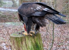 Steinadler am Luderplatz