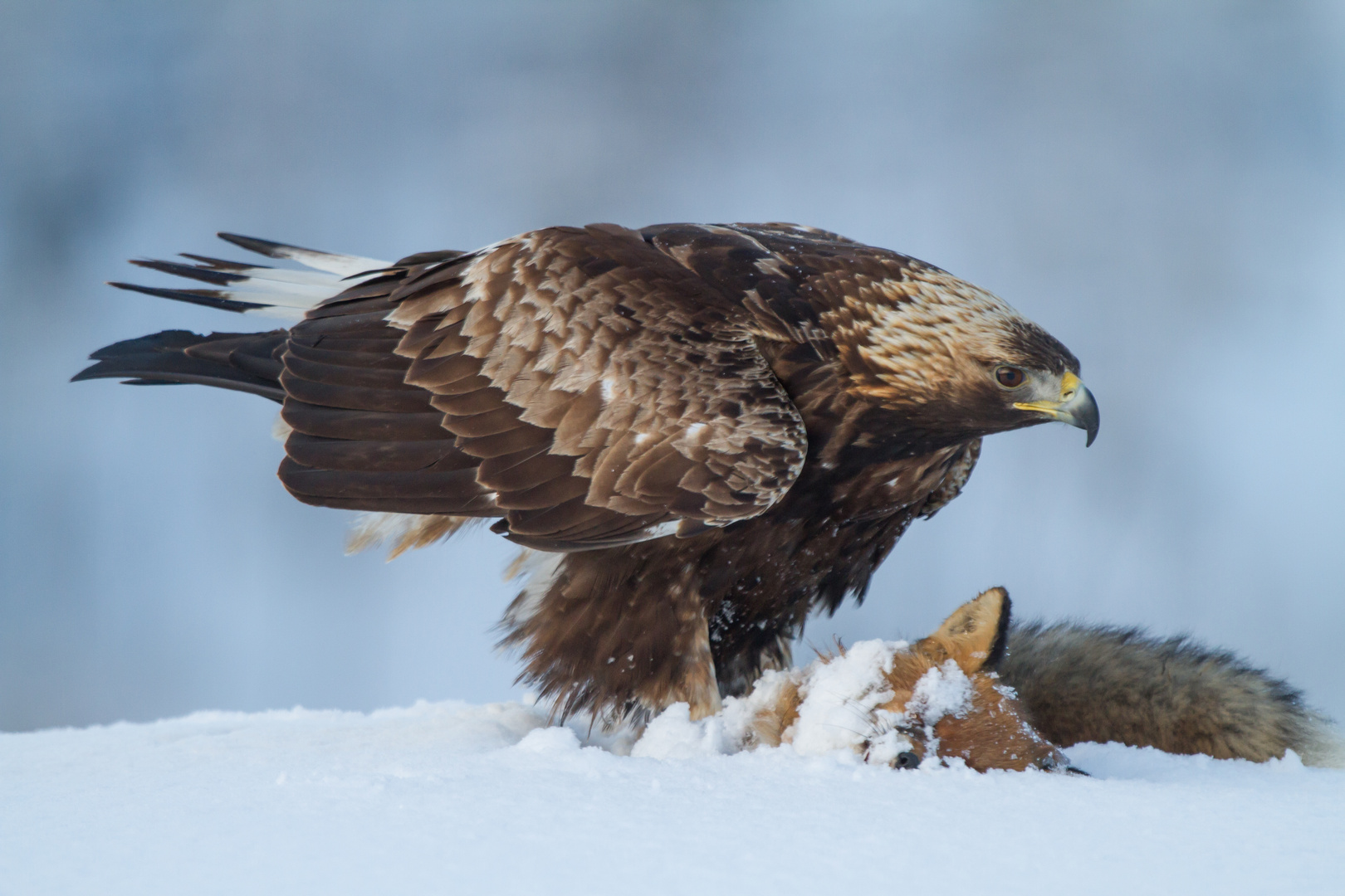 Steinadler An Beute Foto Bild Tiere Wildlife Wild Lebende Vogel Bilder Auf Fotocommunity