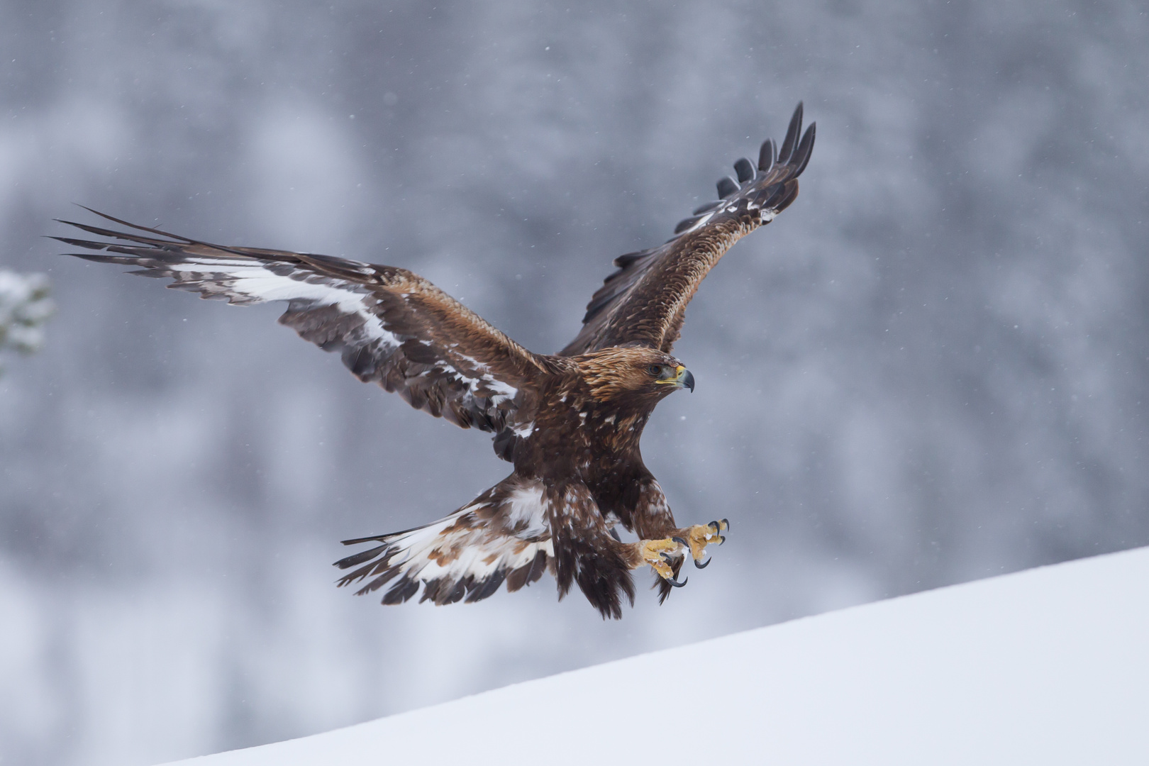 Steinadler: Anflug