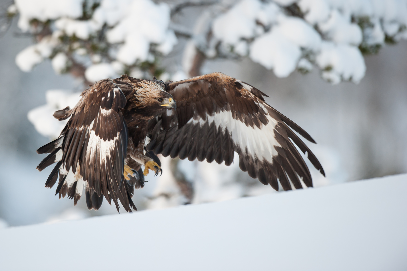 Steinadler: Anflug