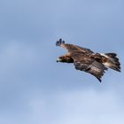 Steinadler (Aquila chrysaetos)