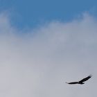 Steinadler (Aquila chrysaetos)