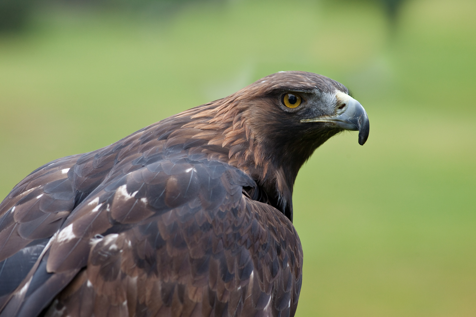 Steinadler (Aquila chrysaetos)