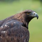 Steinadler (Aquila chrysaetos)