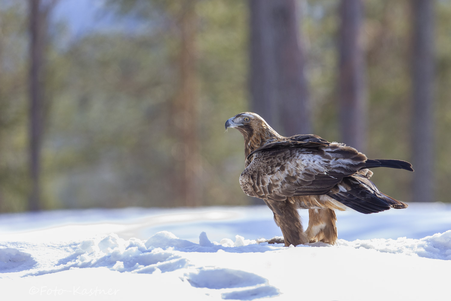 Steinadler (Aquila chrysaetos)