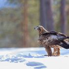 Steinadler (Aquila chrysaetos)