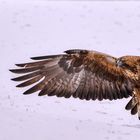 Steinadler (Aquila chrysaetos) 