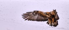 Steinadler (Aquila chrysaetos) 