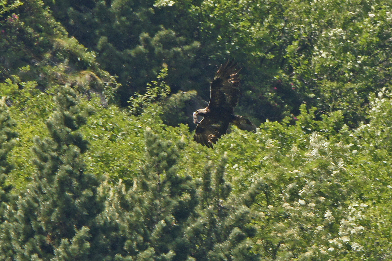 Steinadler (Aquila chrysaetos)