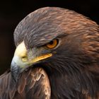 Steinadler (Aquila chrysaetos)