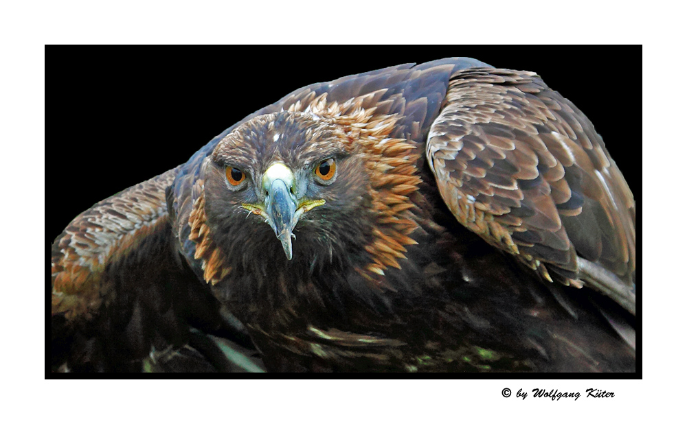 Steinadler (Aquila chrysaetos)