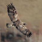 Steinadler (aquila chrysaetos)