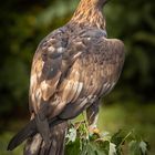 Steinadler Aquila chrysaetos