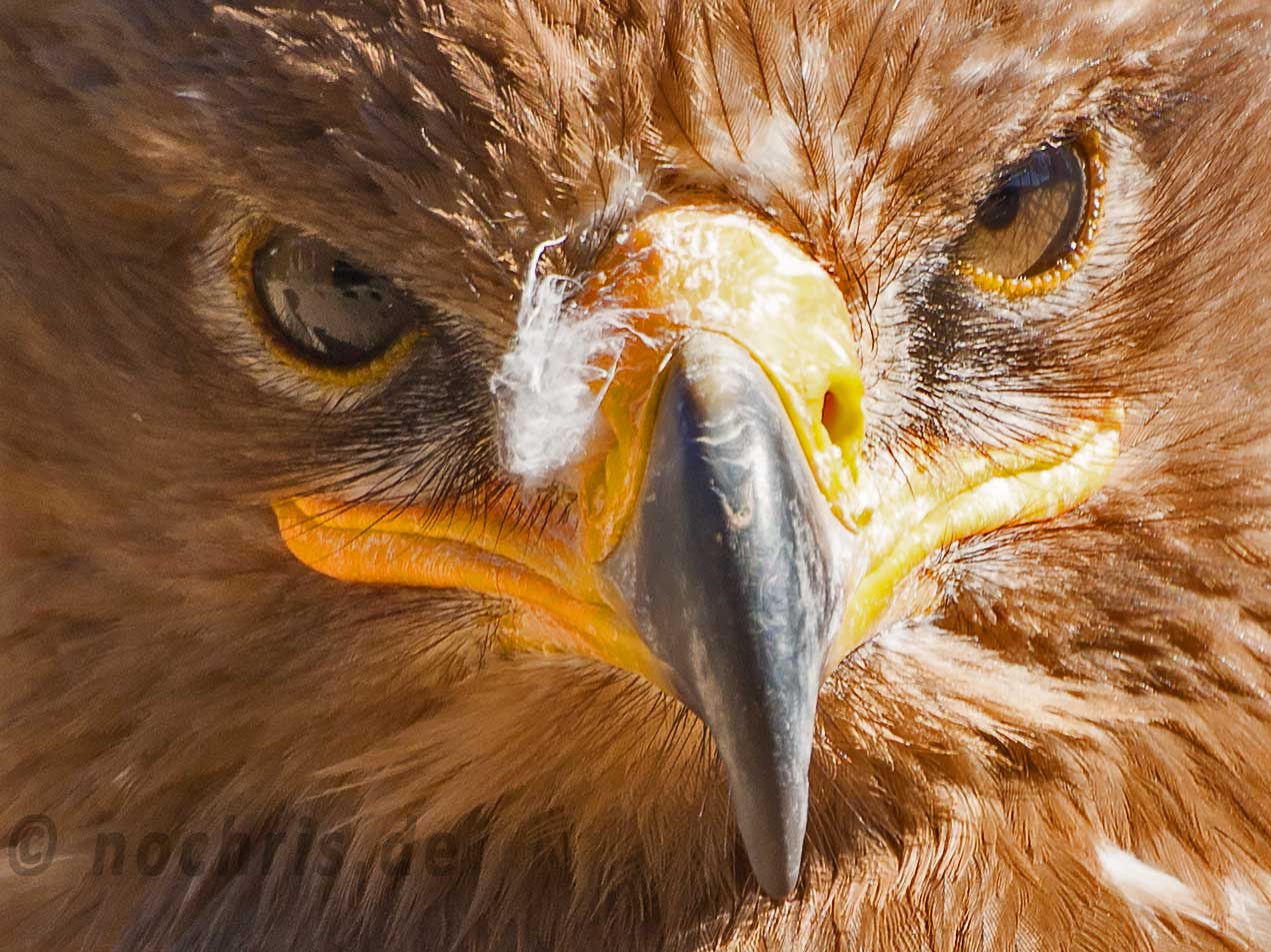 Steinadler - Aquila chrysaetos