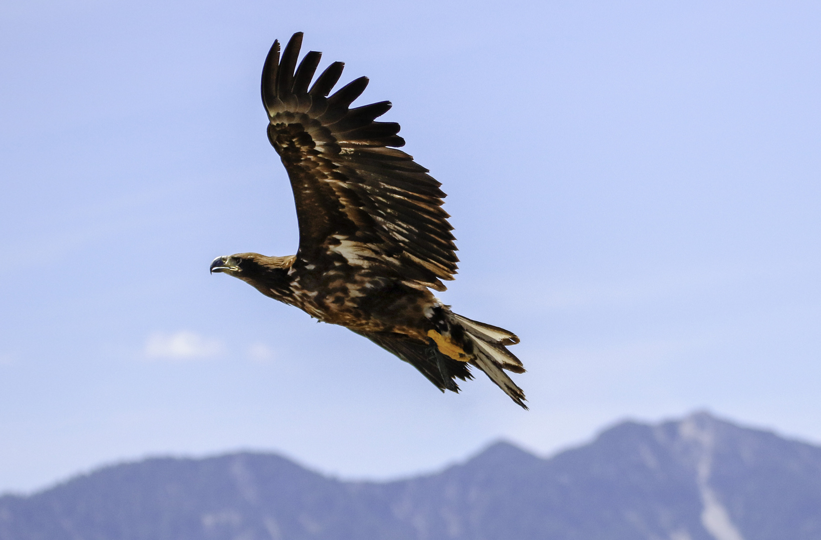 Steinadler (Aquila chrysaetos) 