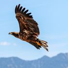 Steinadler (Aquila chrysaetos) 