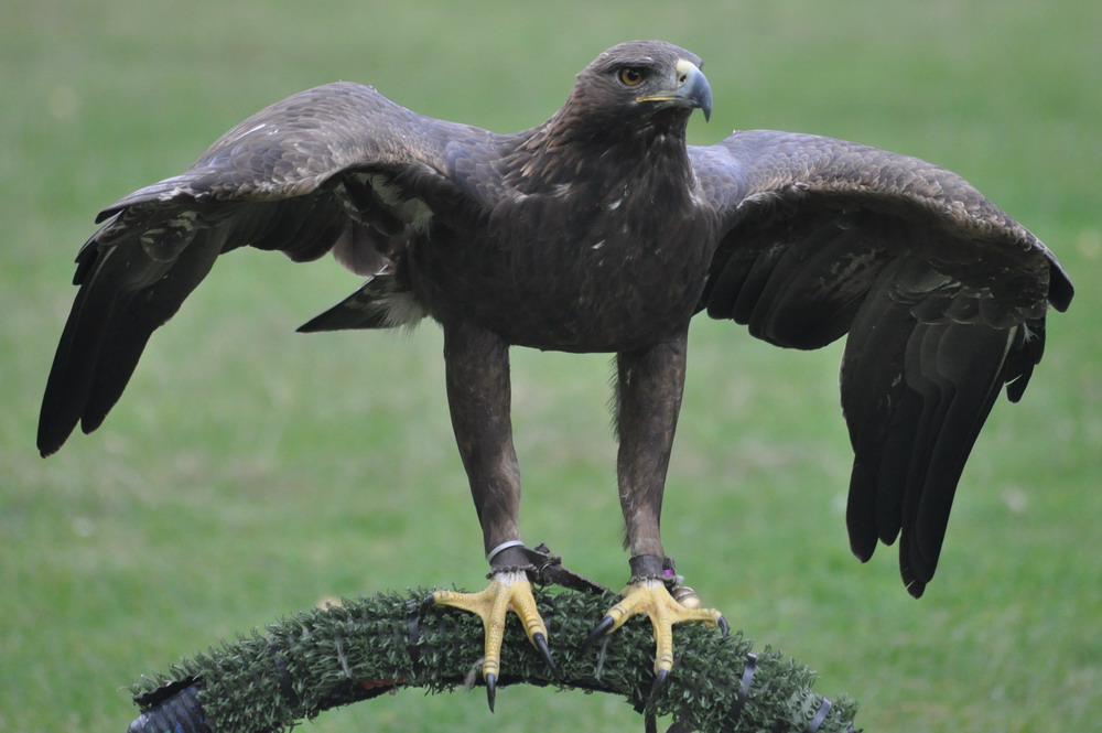 Steinadler Attila Foto & Bild tiere, zoo, wildpark & falknerei, vögel