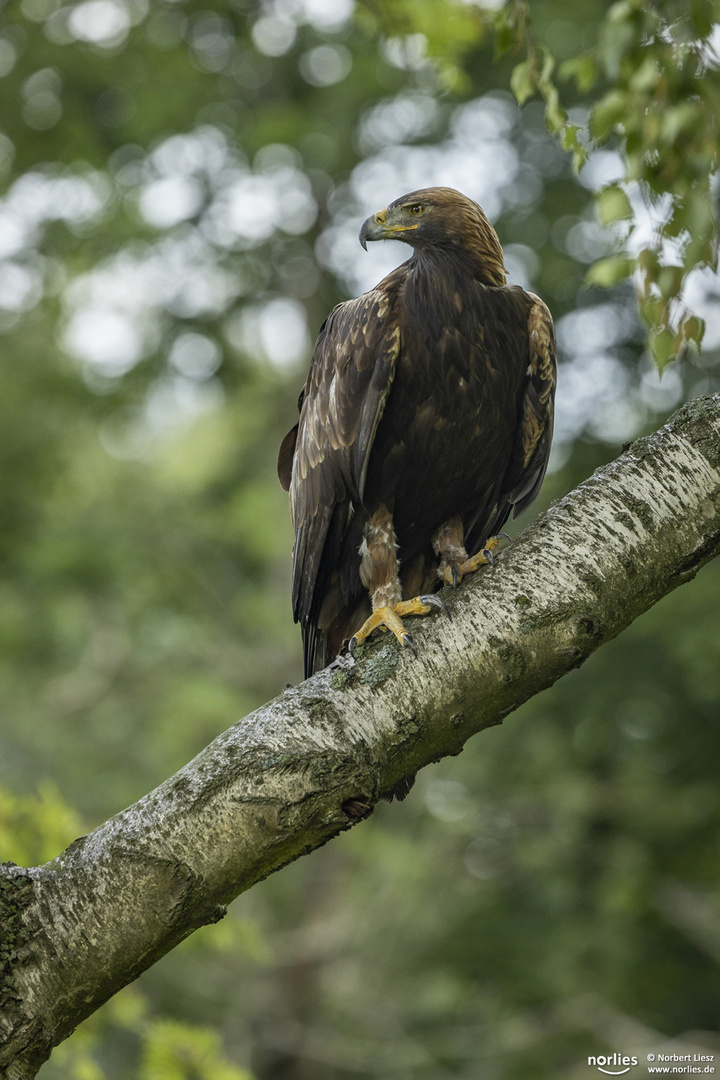 Steinadler auf Ast