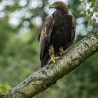 Steinadler auf Ast