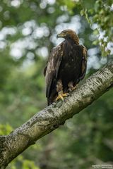 Steinadler auf Ast