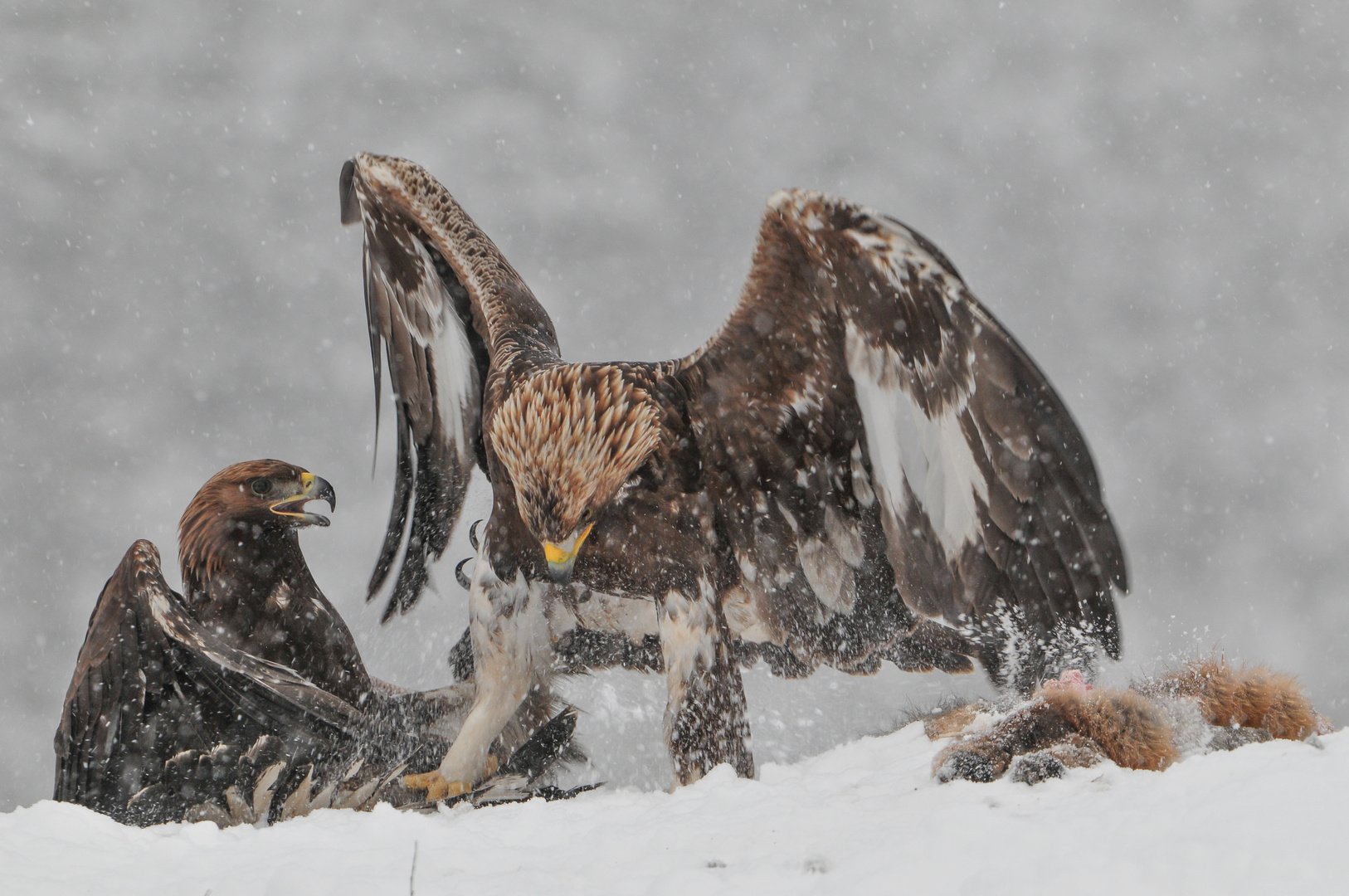 Steinadler: Auf Biegen und Brechen !