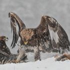 Steinadler: Auf Biegen und Brechen !