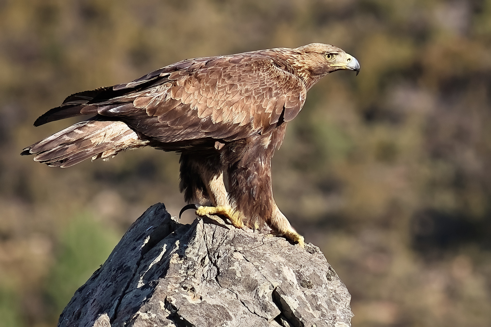 Steinadler auf seinem Ausguck