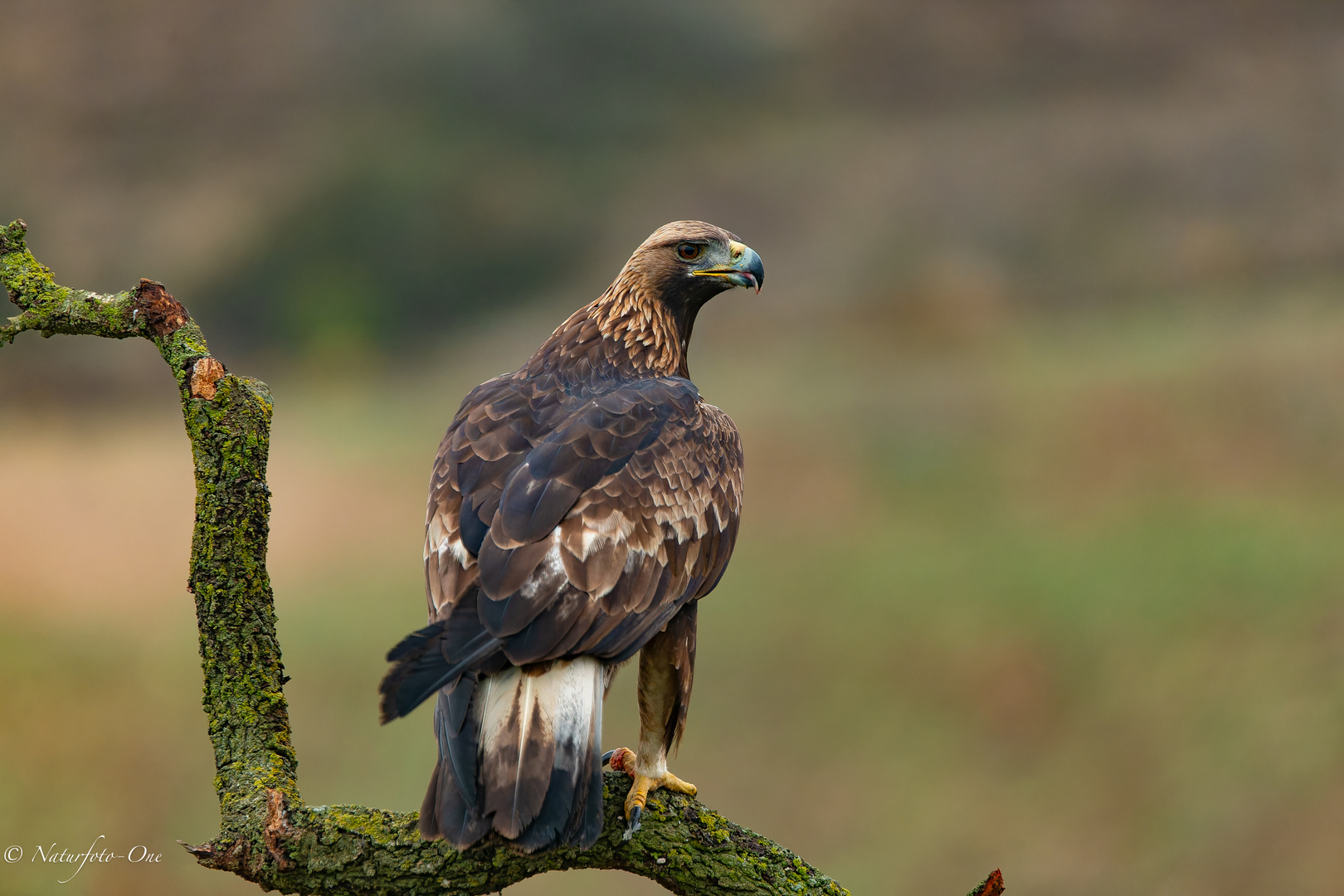 Steinadler auf Sitzwarte