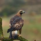 Steinadler auf Sitzwarte