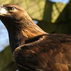 Steinadler aus der Nähe