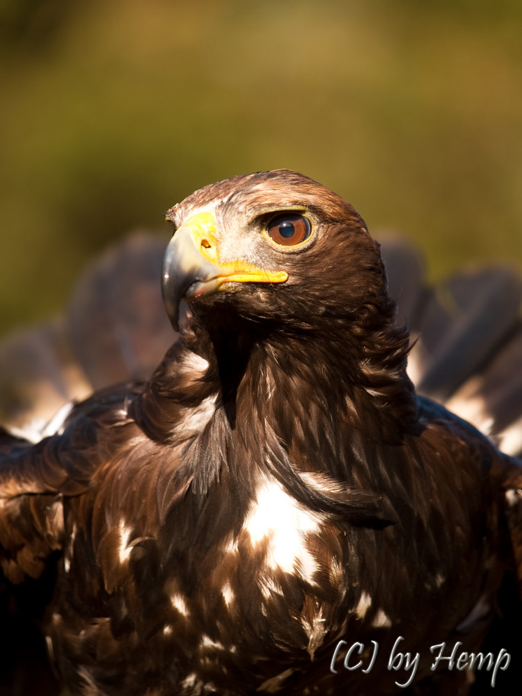 Steinadler