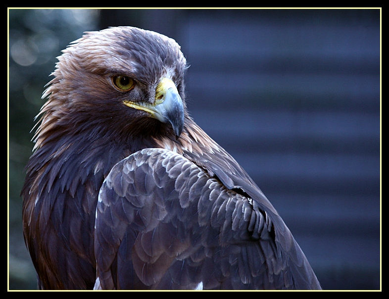 Steinadler