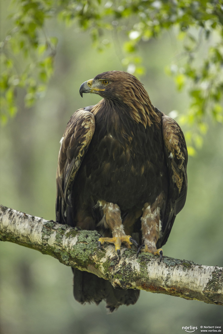 Steinadler