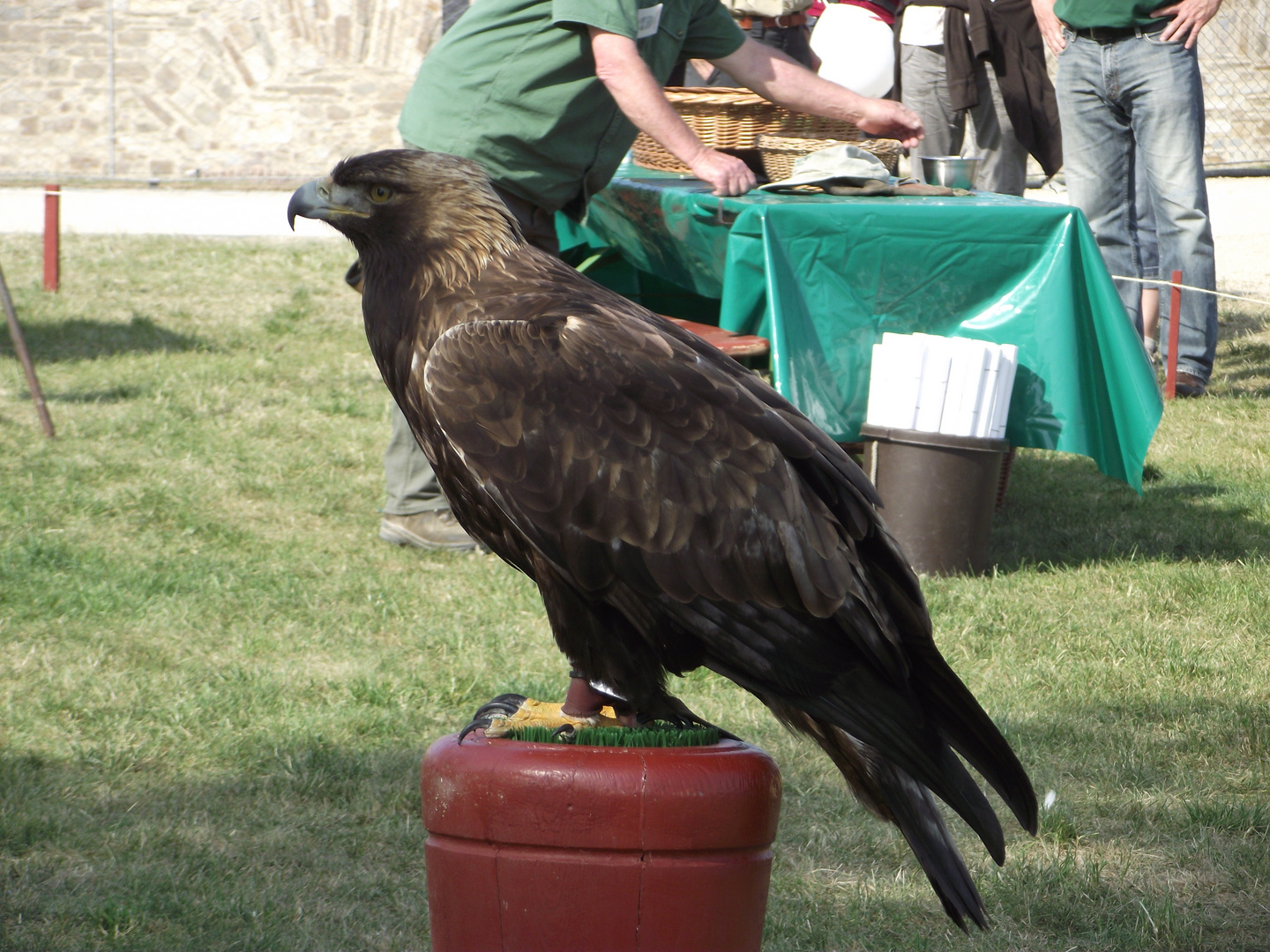 Steinadler