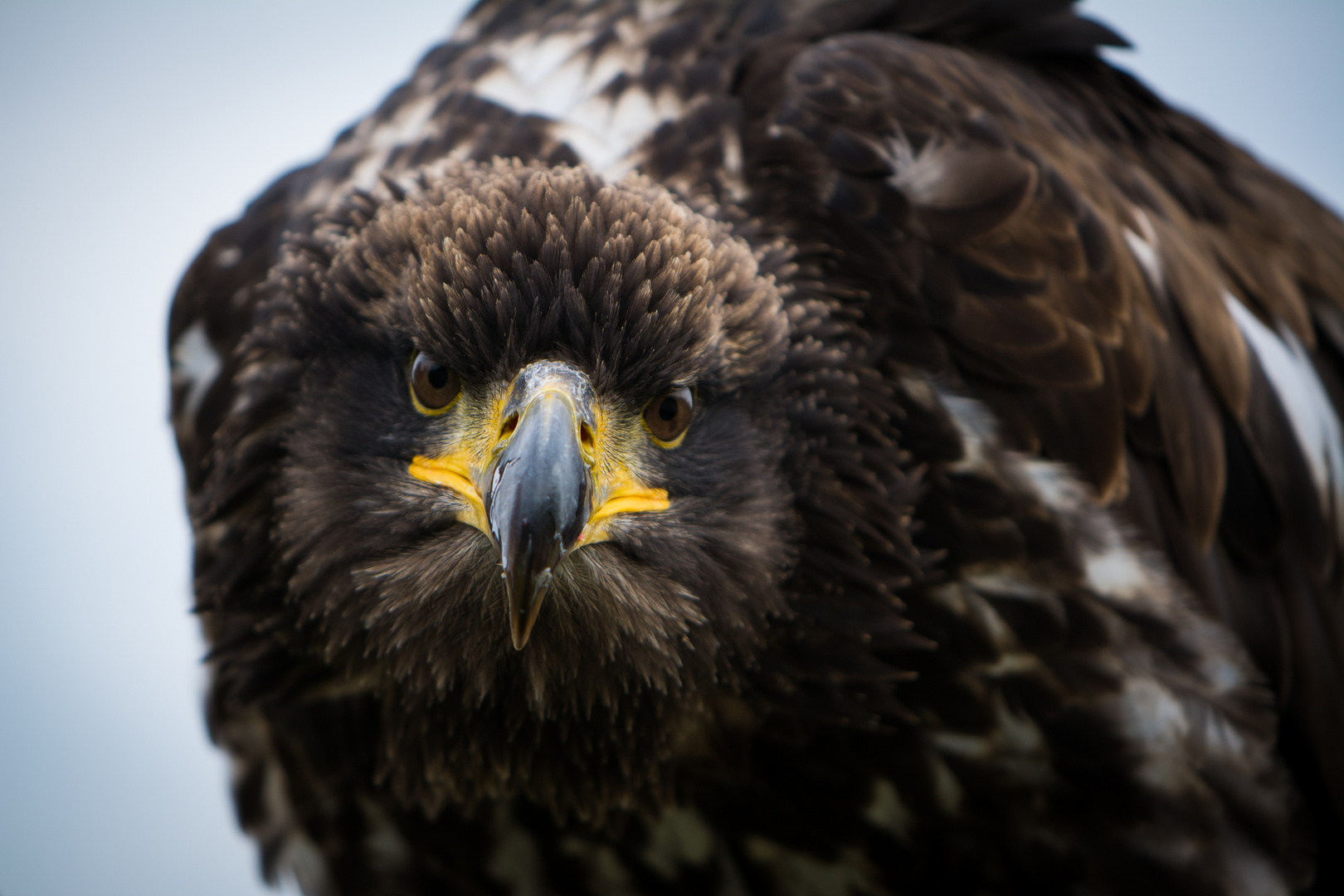 Steinadler