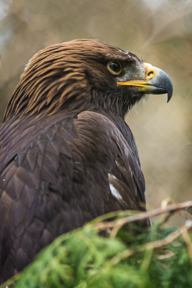 Steinadler