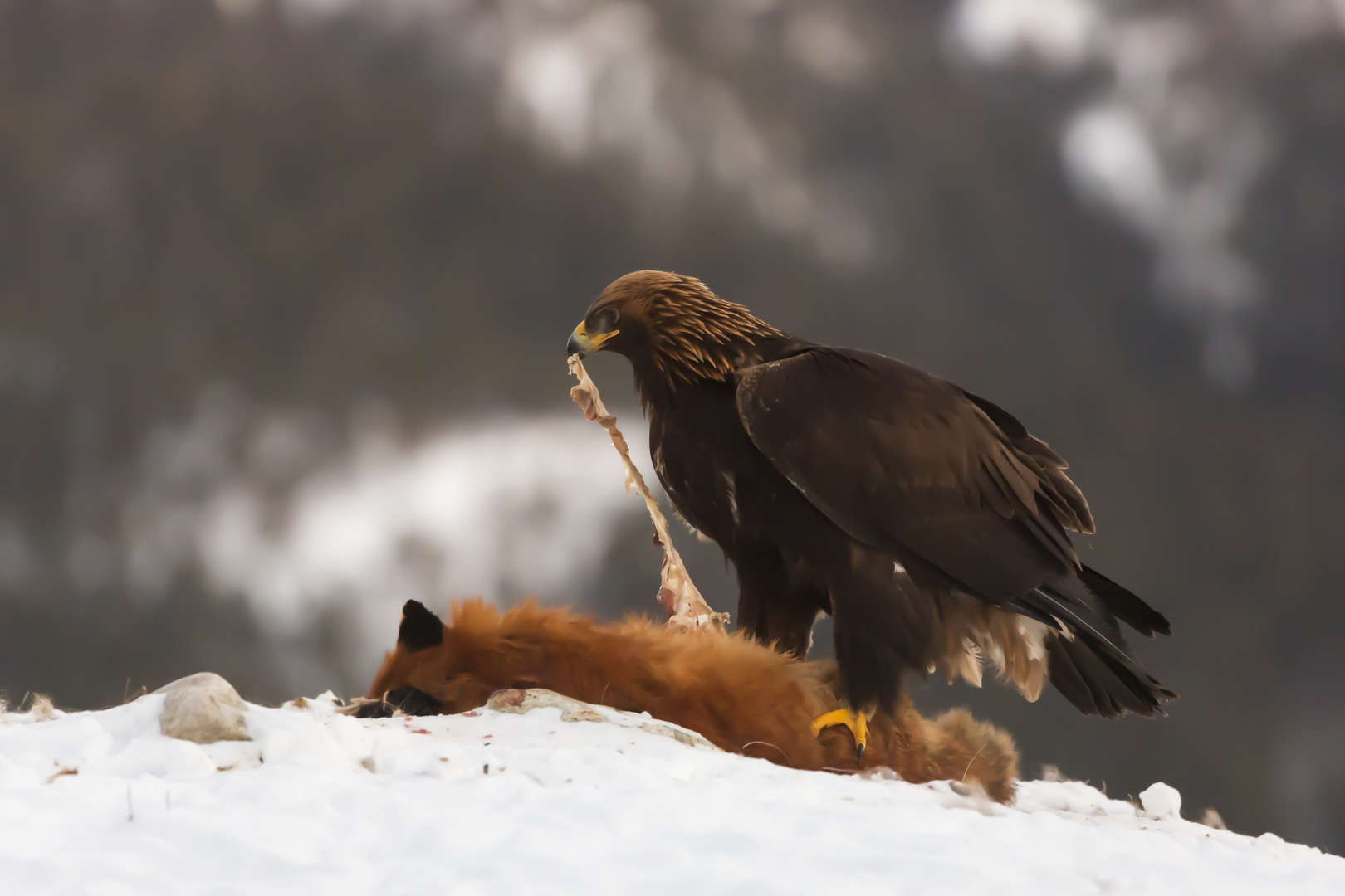 Steinadler bei der Nahrungsaufnahme 