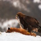 Steinadler bei der Nahrungsaufnahme 